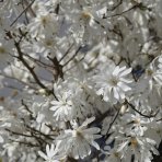 Magnólia hviezdicokvetá (Magnolia stellata) ´ROYAL STAR´ - výška 50-70 cm, kont. C3L 